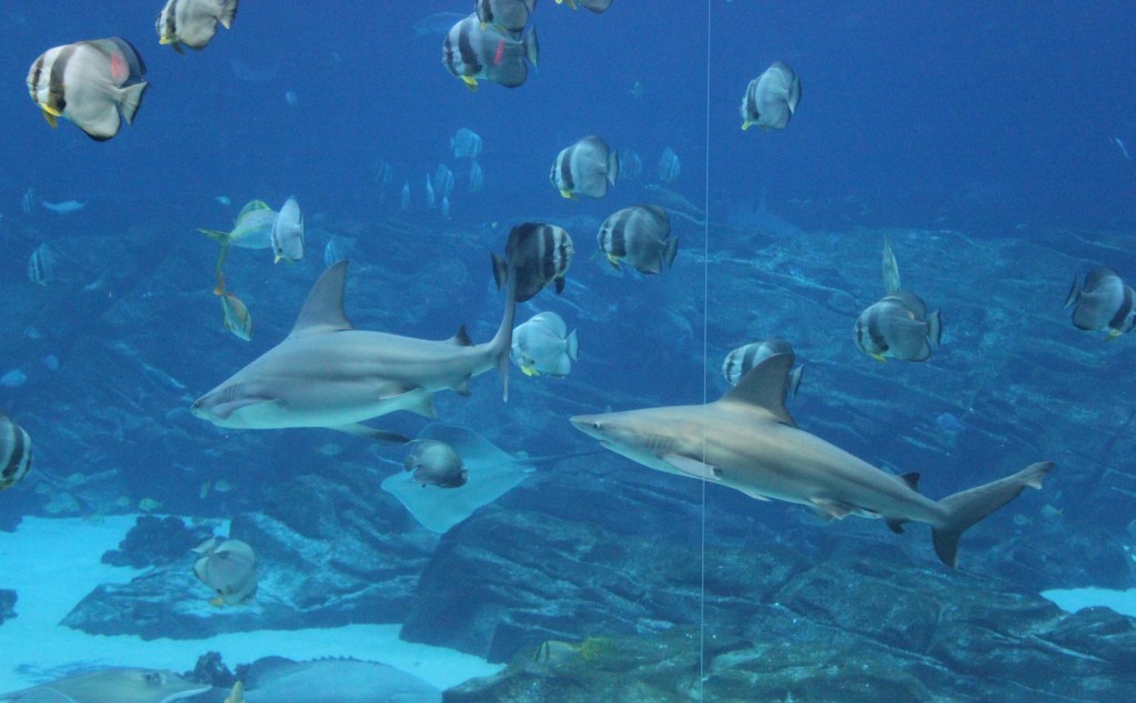 Georgia Aquarium