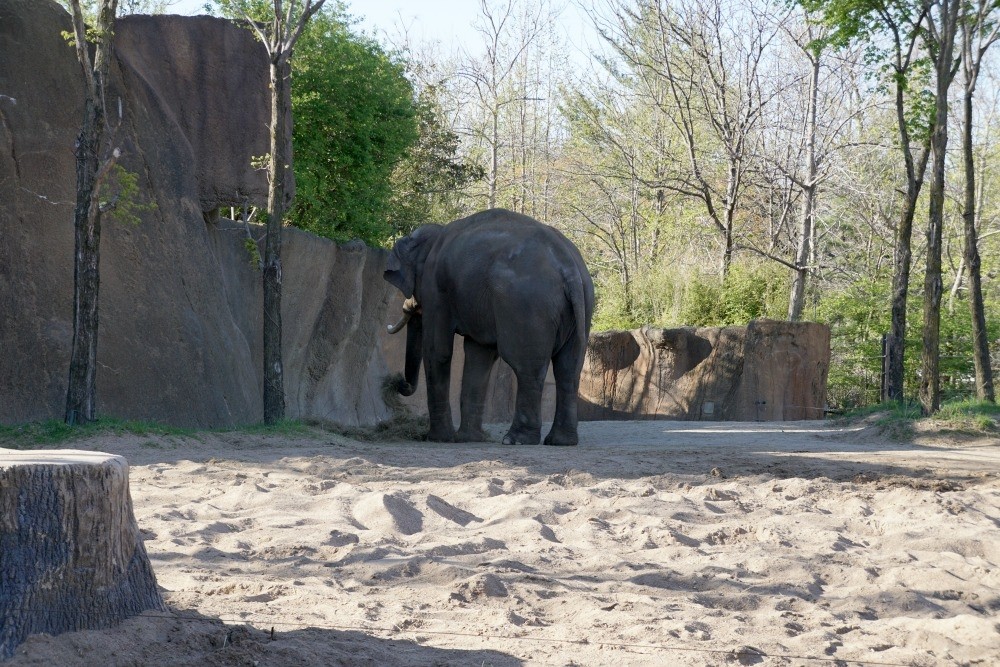 36 hours in st. louis ZooSTL St Louis