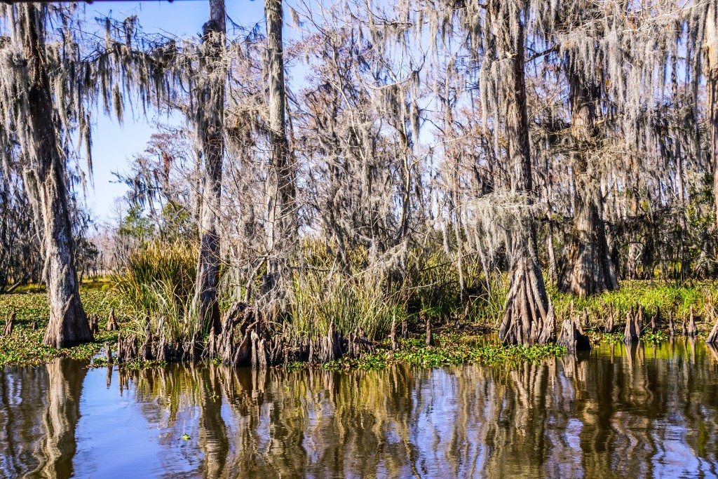 things to do in new orleans | to travel and beyond | travel blogger