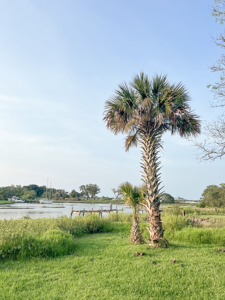 palm trees in st augustine