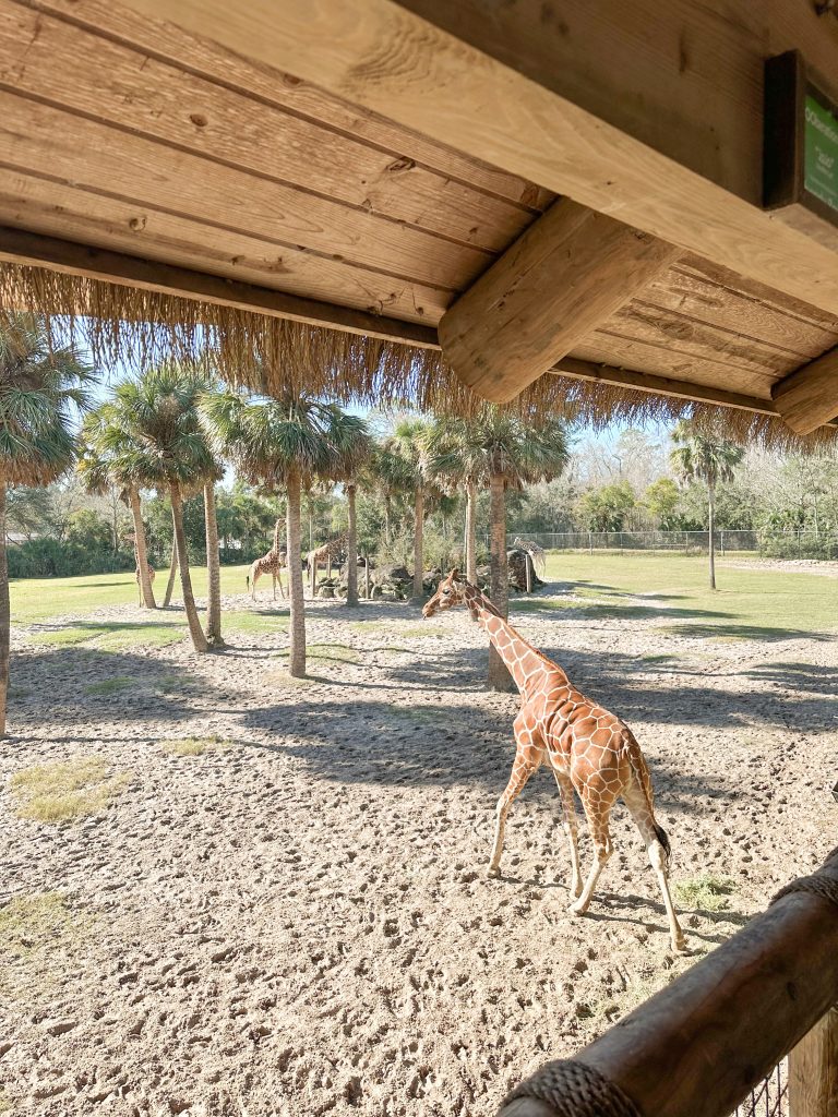 things to do with kids in Jacksonville Florida Jacksonville Zoo