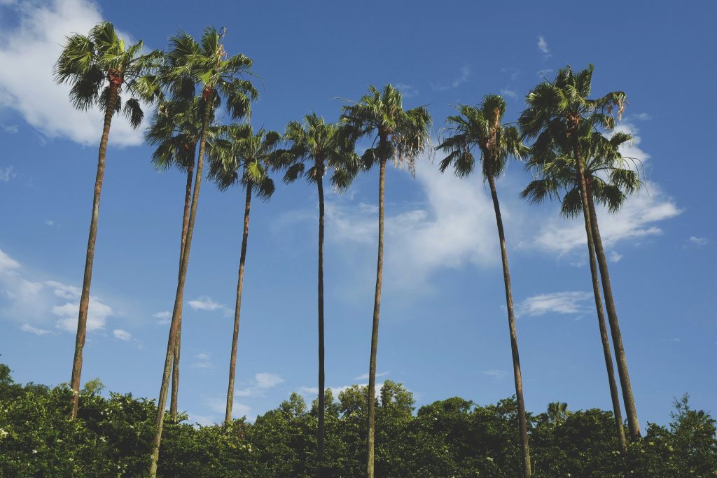 plam trees in disney world