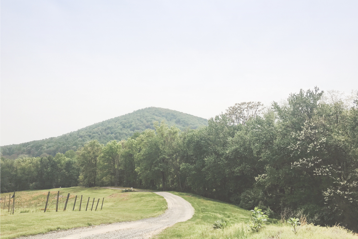 Leesburg Wineries  Mountain Views