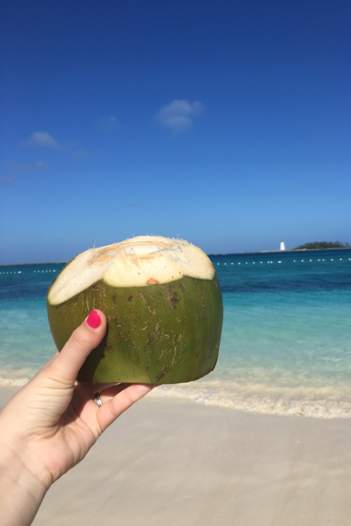 View of A Coconut Along the Ocean In The Caribbean