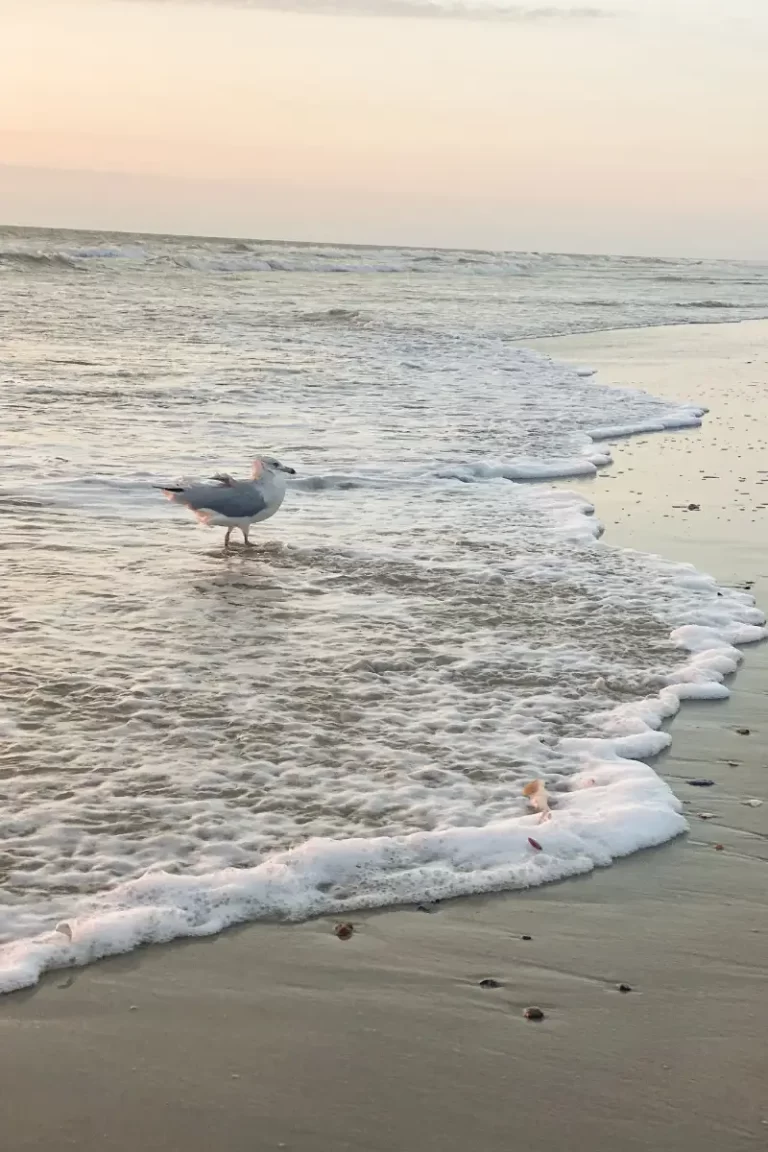 Best Outer Banks North Carolina Beaches for a Family
